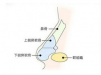 鼻子做耳软骨吸收率15%左右,可以长久维持不会三年全部吸收掉哦